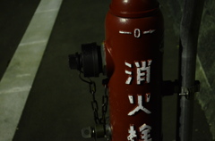 初めての撮影で夜のお散歩。