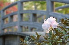 お花と橋。