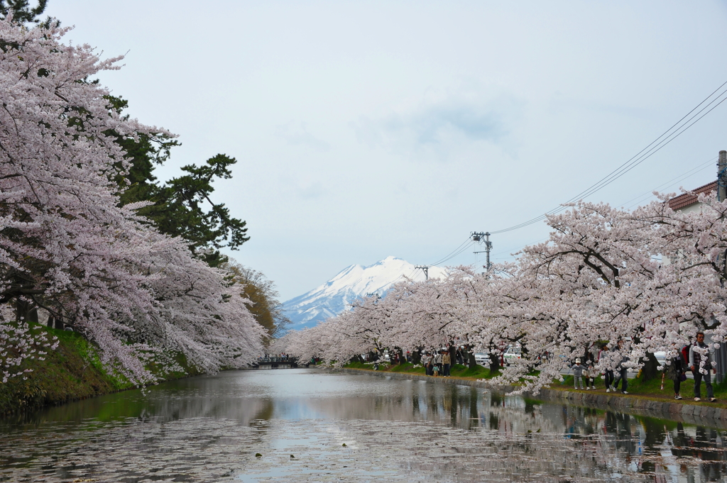 弘前城の桜