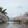 弘前城の桜