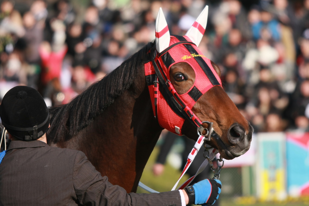 2012年2月13日 京都記念(GII) ウインバリアシオン