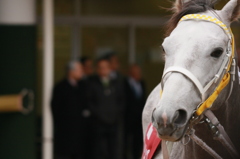 2012年3月4日中山競馬場 弥生賞(GII) トリップ