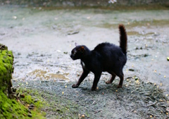 驚く黒猫