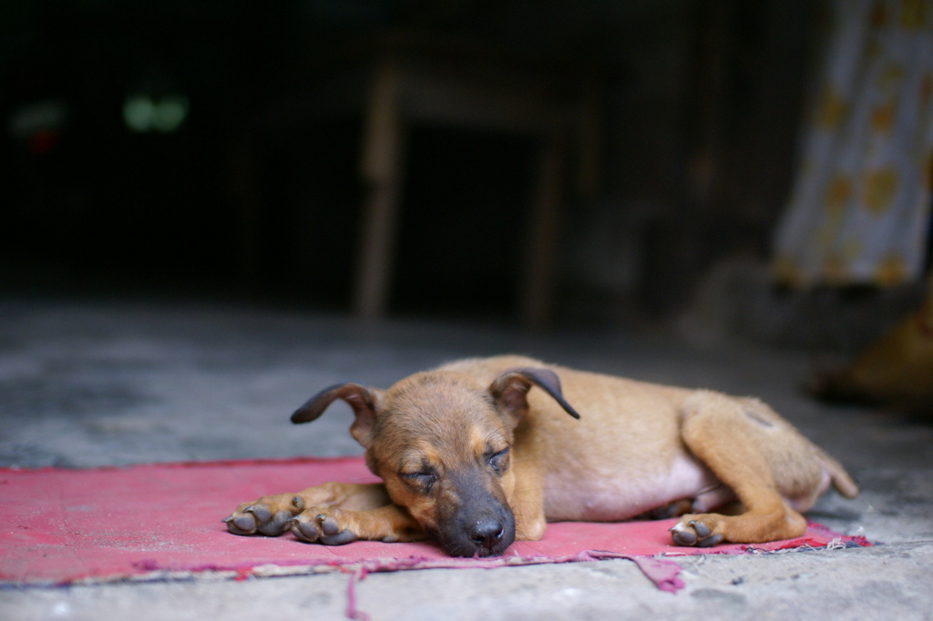 食べ物の夢を見る犬