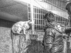 谷中のメンチを切る猫