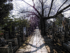 谷中霊園の老木ver2