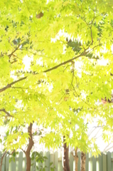 光