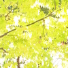 光
