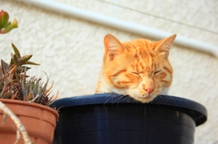 植猫
