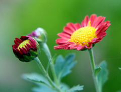 20111104庭の花 005
