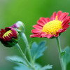 20111104庭の花 005