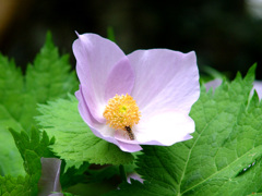 白根葵と蜂