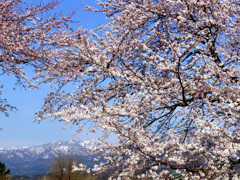 新江の桜と五頭山