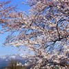 新江の桜と五頭山