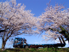新江の桜と特殊車両