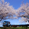 新江の桜と特殊車両