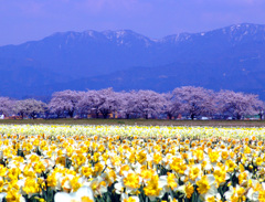 新江の桜と五頭山