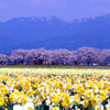新江の桜と五頭山