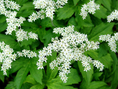 庭の花20110501