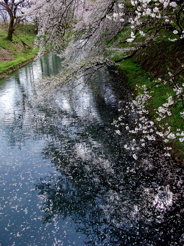 新江の桜散り始め