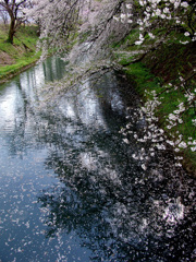 新江の桜散り始め