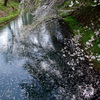新江の桜散り始め