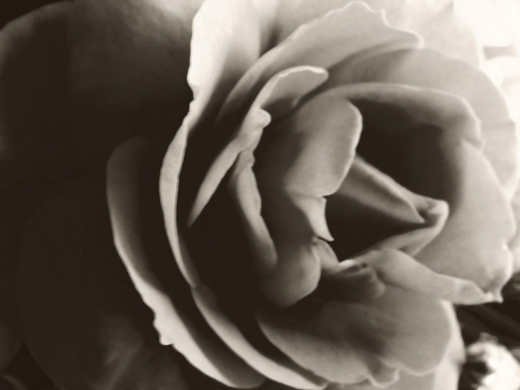薔薇学　（３）