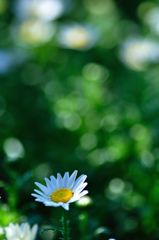 選ばれた花