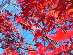 紅葉③
