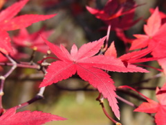 紅葉②