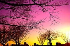 夕方の公園