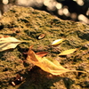 石枯れ葉