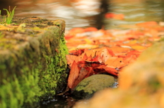 紅の堰止め