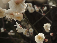 咲き乱れ