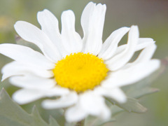 道端の花*