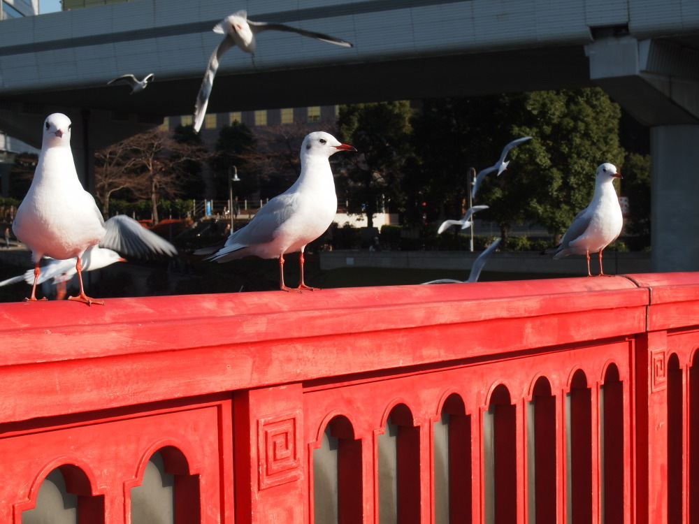 bird