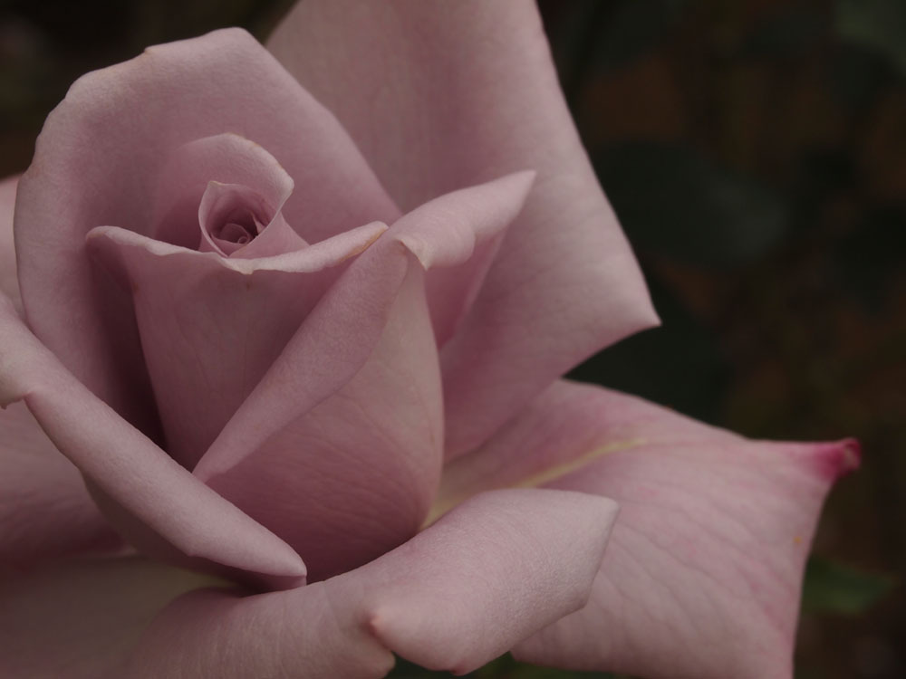 rose*