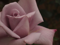 rose*
