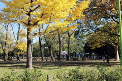 初冬の駿府公園①