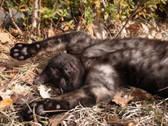 野良猫の昼寝