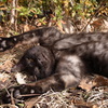野良猫の昼寝