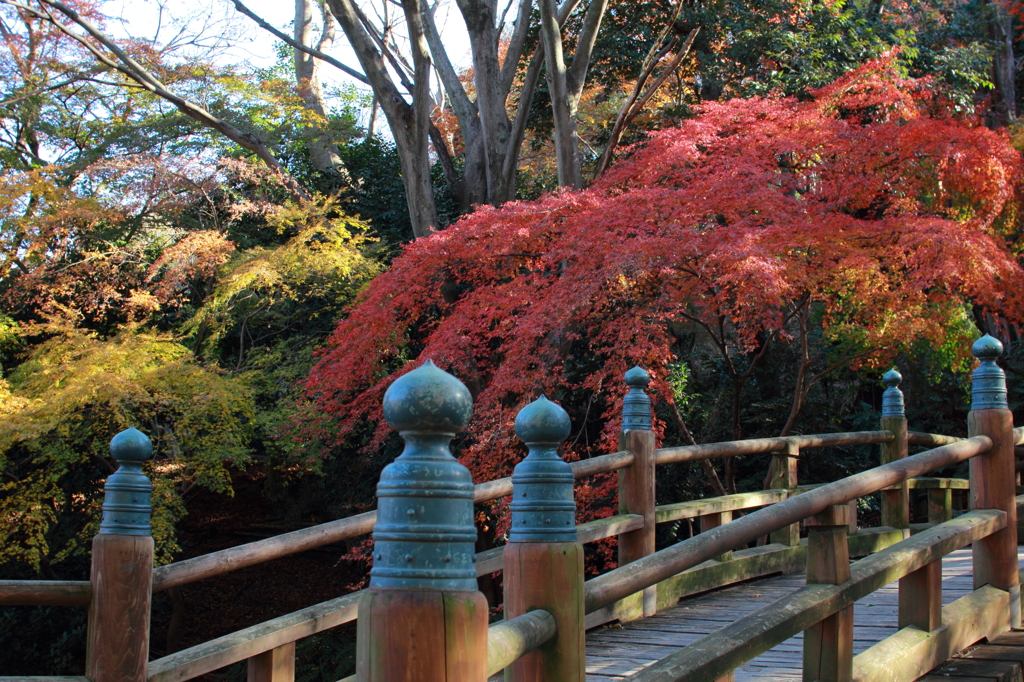 浜松城公園の紅葉③