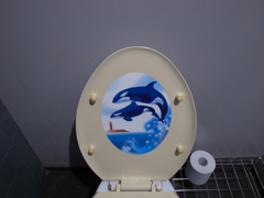 シャチ