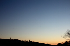 カラスなぜ鳴くの