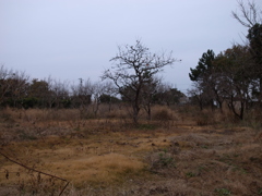 木