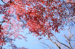 浜松城公園の紅葉①