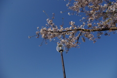 春よ