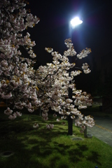 夜桜