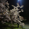 夜桜
