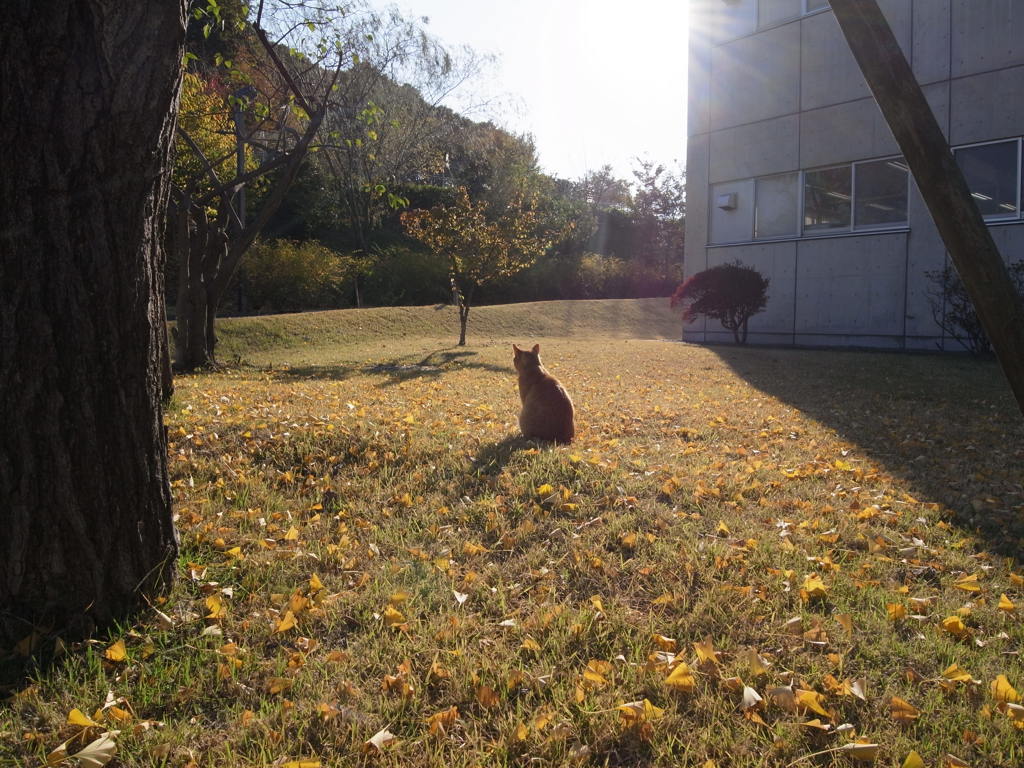 猫の見るもの